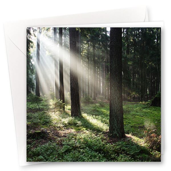 Karten "Im Wald" (10er- Set)