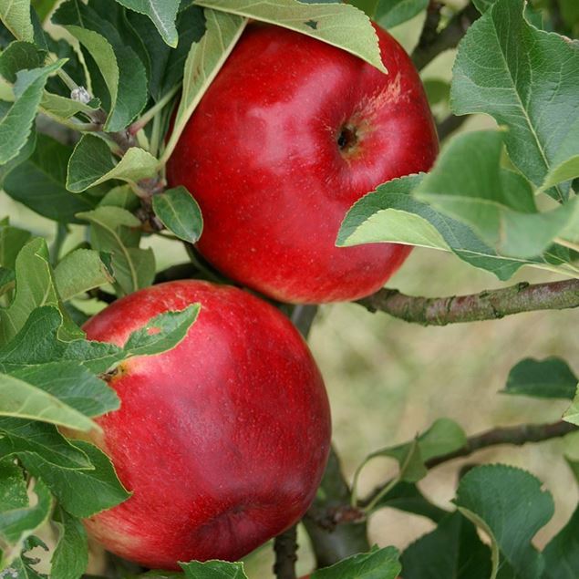 Bild von Mini-Apfel Baum MERLIN pidi