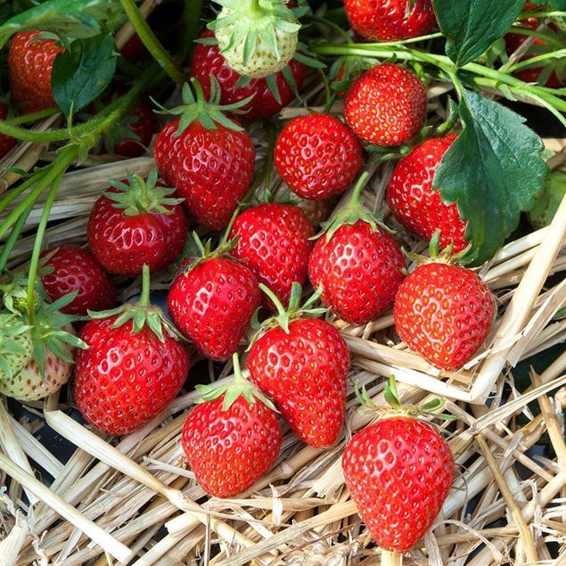 Bild von Erdbeeren Pflanze MARA DES BOIS 3x 4er Schale
