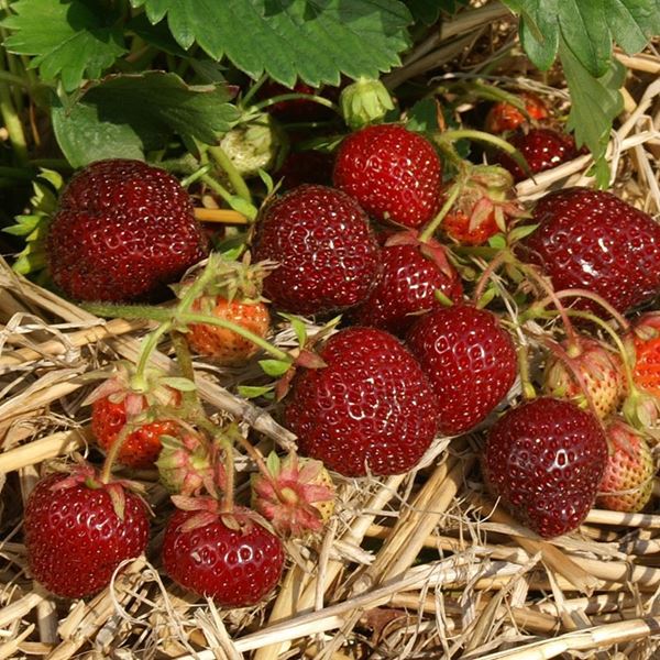 Bild von Erdbeeren-Pflanze NERINA 3x 4er-Schale