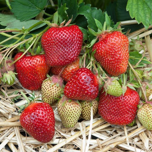 Bild von Erdbeeren Pflanze THURIGA 3x 4er Schale