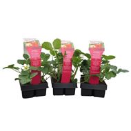 Image sur Plante de fraises MARA DES BOIS 3 barquettes à 4
