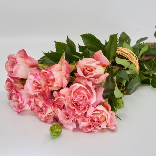 Thurgauer Freiland-Duftrose ‹Augusta Luise› 35cm 10er Bund