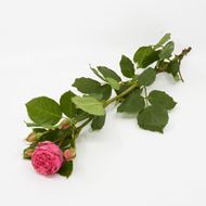 Image sur Rose champ 'Pink Piano' 10 pièces