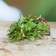 Image sur Zinnias 'frais du jardinier' à petites fleurs 20 pièces