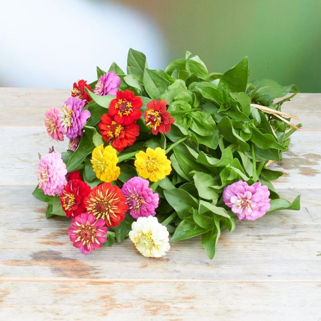 Image de Zinnias 'frais du jardinier' à petites fleurs 20 pièces