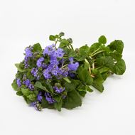 Bild von Freiland-Ageratum 'frisch vom Gärtner' blau 20 Stück