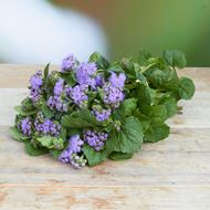 Image sur Ageratum 'fraîchement du jardinier' bleu 20 pièces