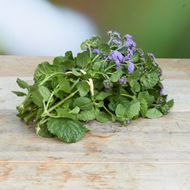 Bild von Freiland-Ageratum 'frisch vom Gärtner' blau 20 Stück