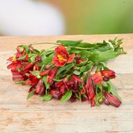 Image sur Alstroemeria 'fraîchement du jardinier' rouge 7