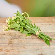 Bild von Freiland-Alstroemeria 'frisch vom Gärtner' weiss 7er Bund