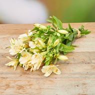 Image sur Alstroemeria 'fraîchement du jardinier' blanc 7