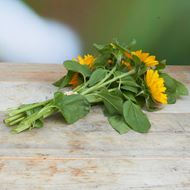 Image sur tournesols 'fraîchement du jardinier' à grandes fleurs 10 pièces