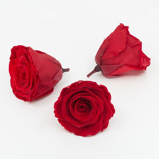 Bild von Gefriergetrocknete Rose 'rot' Ø6cm h5cm 3er Set