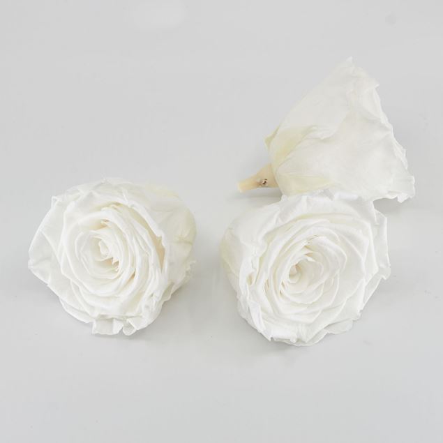 Bild von Gefriergetrocknete Rose 'weiss' Ø6cm h5cm 3er Set