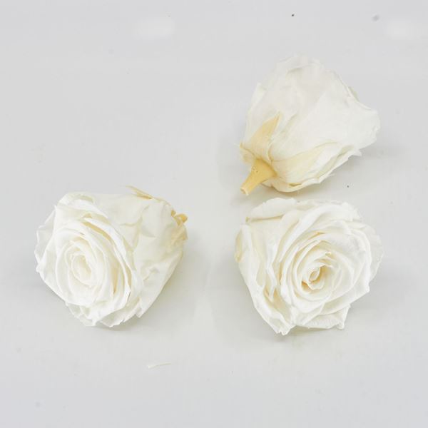 Image sur Rose lyophilisée  'ivoire' Ø6cm h5cm 3 pièces
