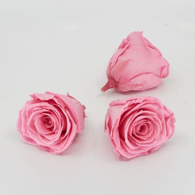 Bild von Gefriergetrocknete Rose 'rosa' Ø6cm h5cm 3er Set