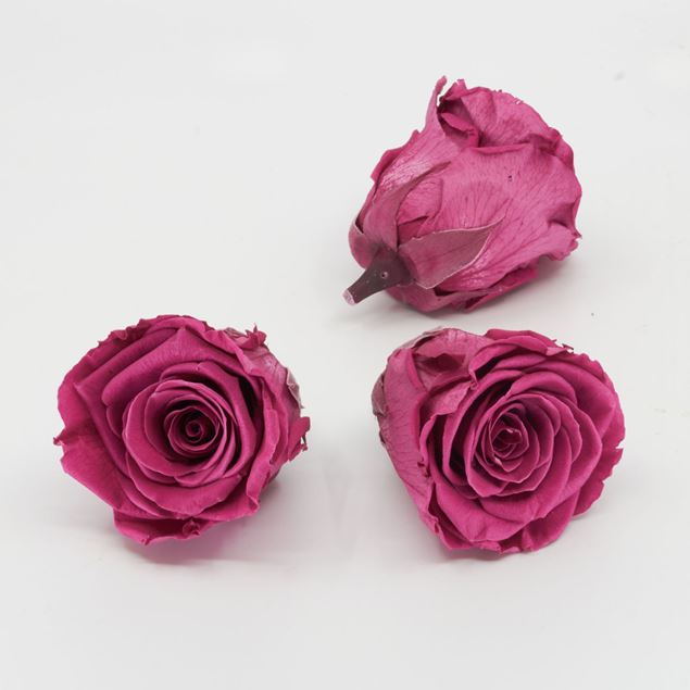Bild von Gefriergetrocknete Rose 'pink' Ø6cm h5cm 3er Set