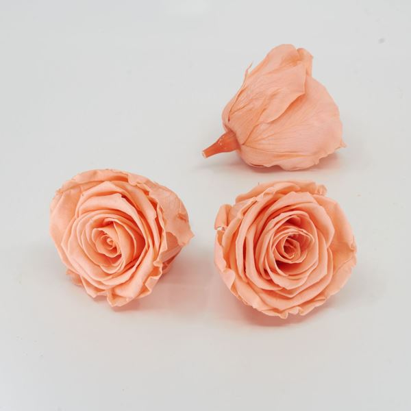 Image sur Rose lyophilisée 'pêche' Ø6cm h5cm 3 pièces