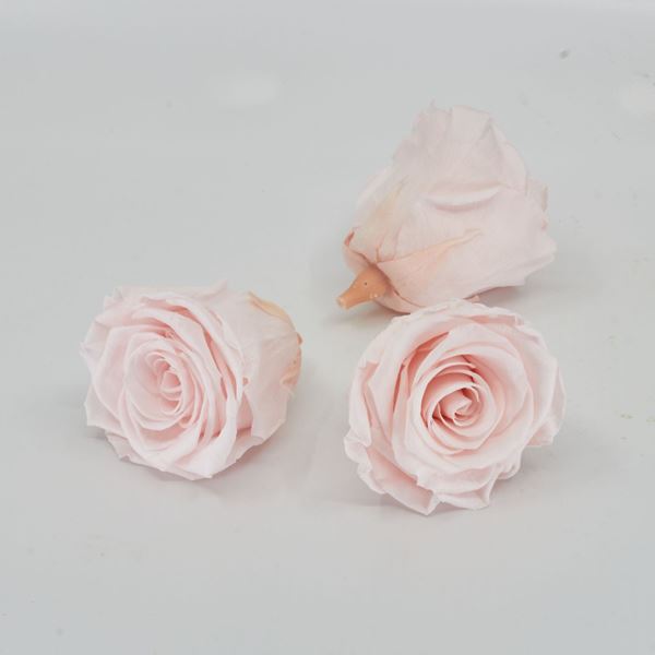 Bild von Gefriergetrocknete Rose 'hellrosa' Ø6cm h5cm 3er Set