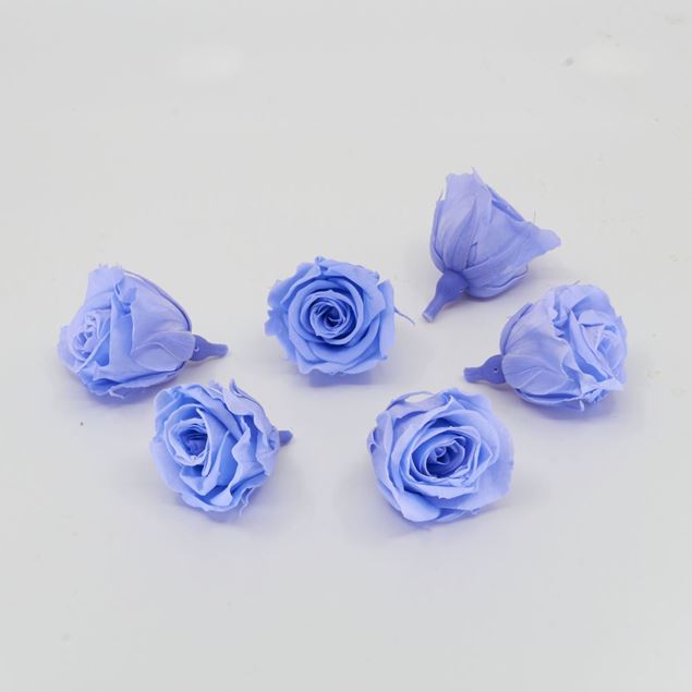 Bild von Gefriergetrocknete Rose mini 'blau' Ø4cm h3.5cm 6er Set