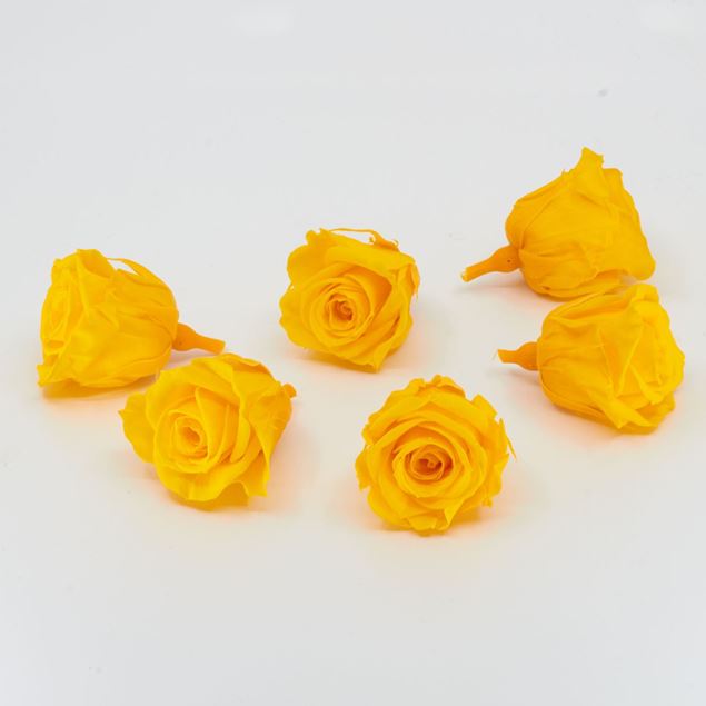 Bild von Gefriergetrocknete Rose mini 'gelb' Ø4cm h3.5cm 6er Set