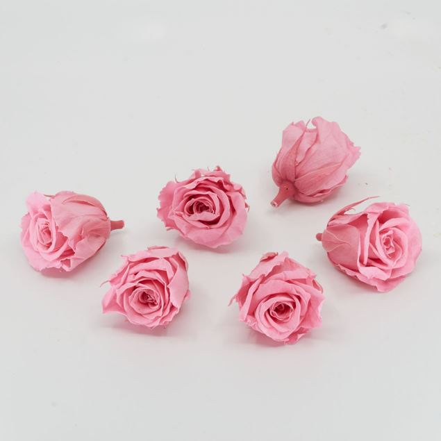 Bild von Gefriergetrocknete Rose mini 'rosa' Ø4cm h3.5cm 6er Set