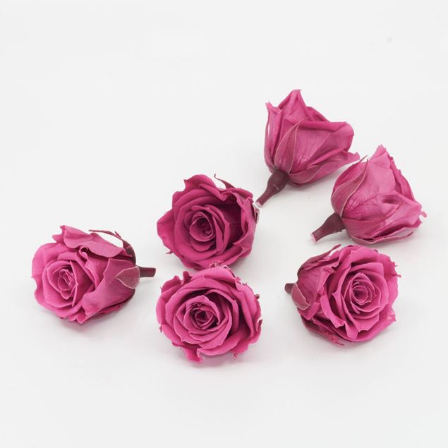 Bild von Gefriergetrocknete Rose mini 'pink' Ø4cm h3.5cm 6er Set