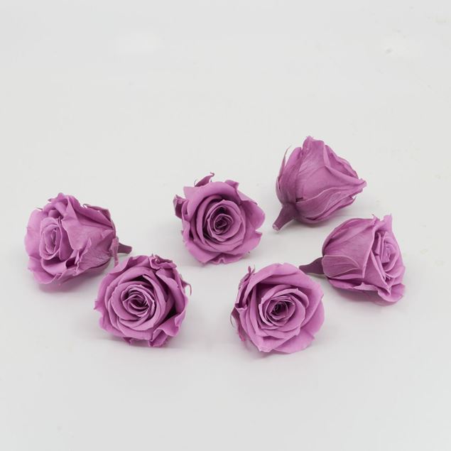 Bild von Gefriergetrocknete Rose mini 'lila' Ø4cm h3.5cm 6er Set