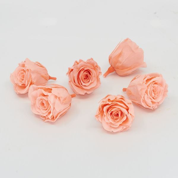 Image sur Mini-rose lyophilisé 'pêche' Ø4cm h3.5cm 6 pièces