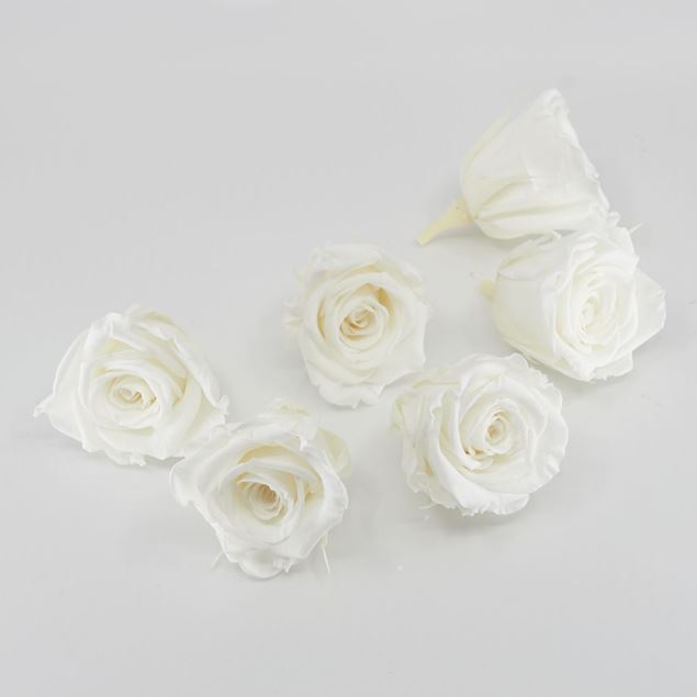 Image de Rose lyophilisée mini 'blanche' Ø4cm h3.5cm 6 pièces