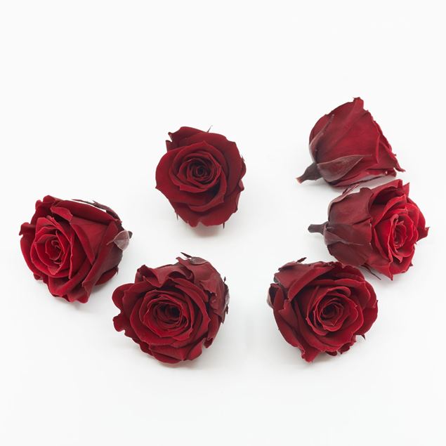 Image de Rose lyophilisée mini 'bordeaux' Ø4cm h3.5cm 6 pièces