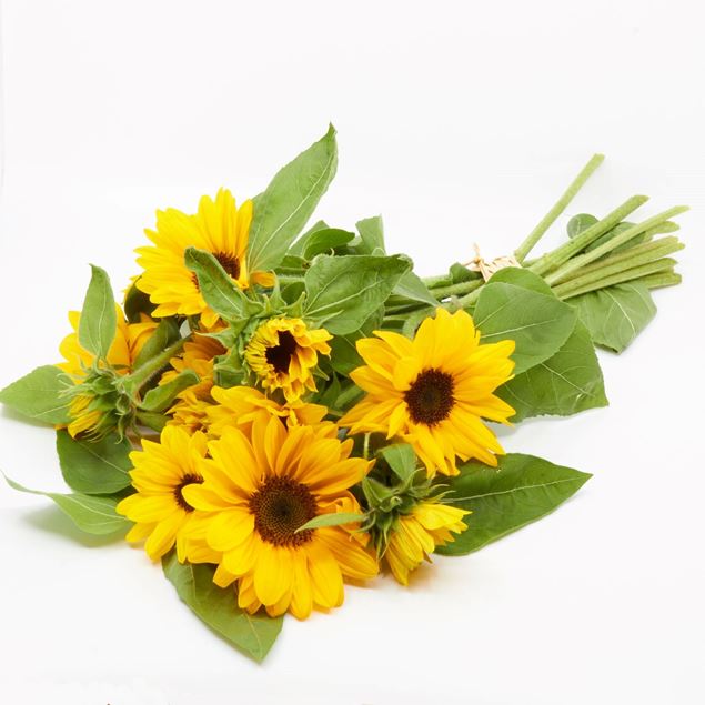 Image de tournesols 'fraîchement du jardinier' à grandes fleurs 10 pièces