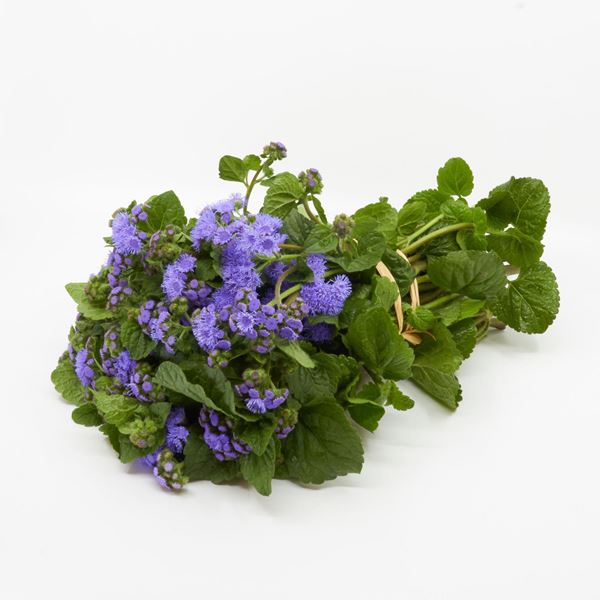 Image sur Ageratum 'fraîchement du jardinier' bleu 20 pièces