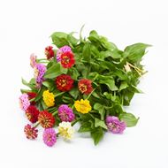 Image sur Zinnias 'frais du jardinier' à petites fleurs 20 pièces