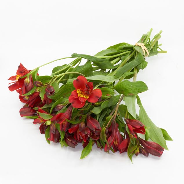 Image de Alstroemeria 'fraîchement du jardinier' rouge 7