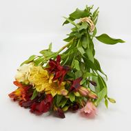 Bild von Freiland-Alstroemeria 'frisch vom Gärtner' mix 7er Bund