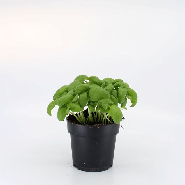 Image de Plante de Basil pot de 10.5cm