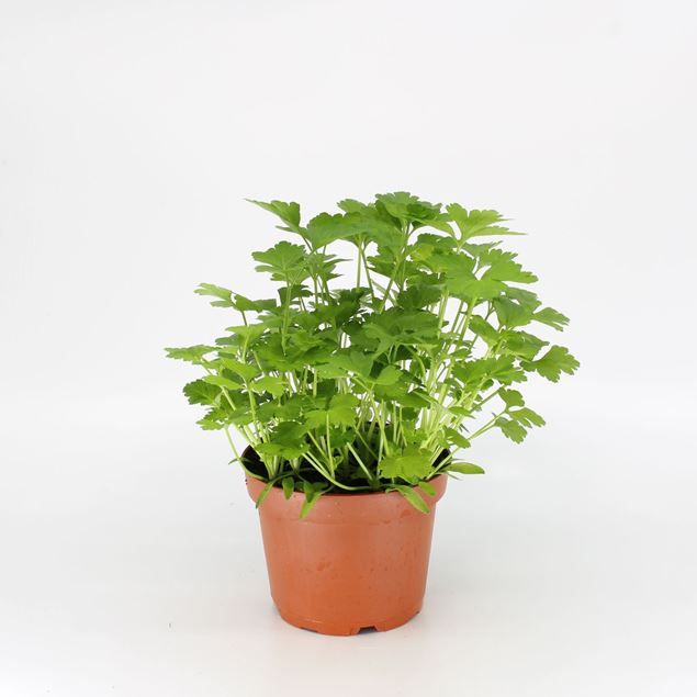 Image de Plante de persil plat pot de 10.5cm