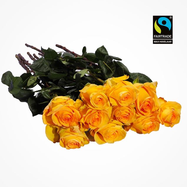 Image de Roses sélectionnées jaune 50cm 10 pcs - blume 3000