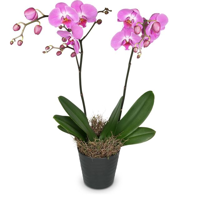 Rosa Orchidee (Phalaenopsis) im Cachepot, Premium