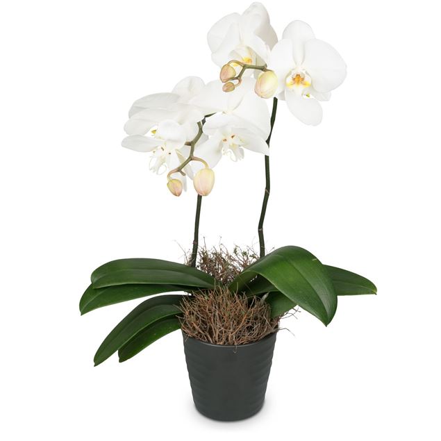Weisse Orchidee (Phalaenopsis) im Cachepot, Medium