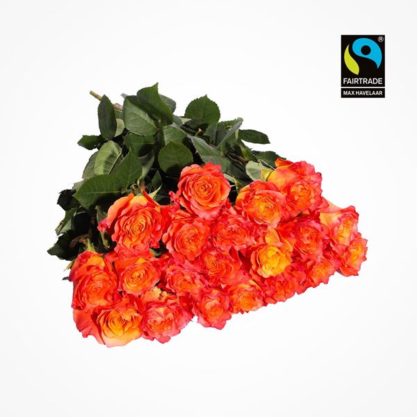 Image sur Roses sélectionnées oranges 50cm 20 pcs - blume 3000