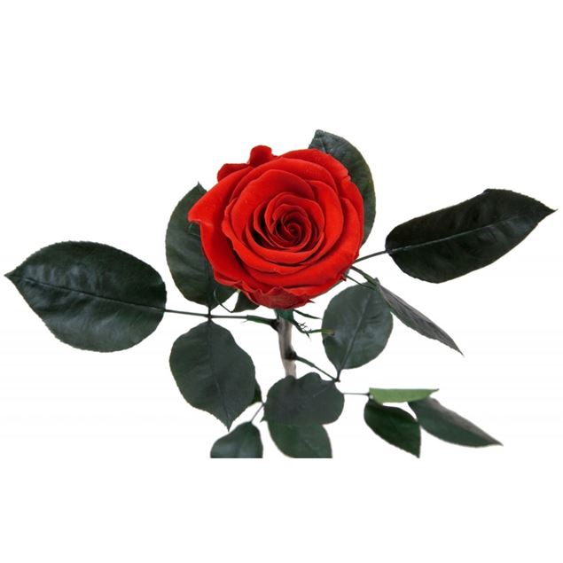 Rose stabilisée rouge
