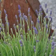 Lavendula im 25 cm-Topf, blau