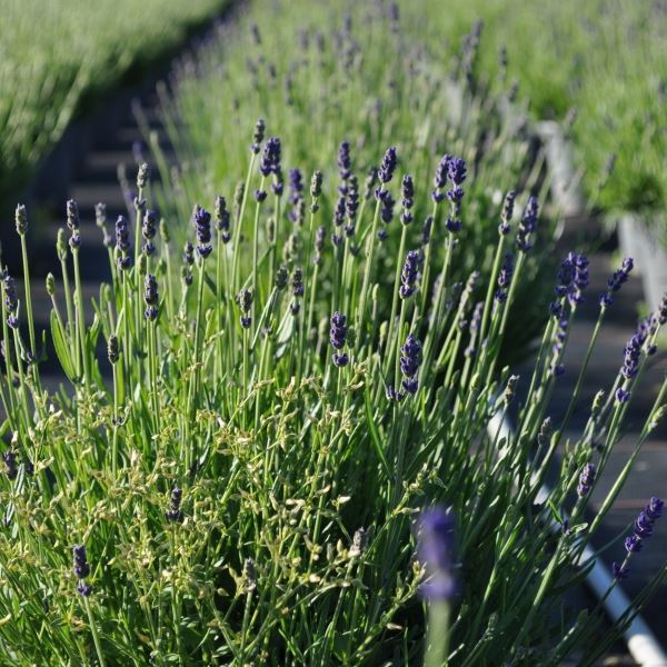 Lavendula im 25 cm-Topf, blau