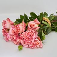 Bild von Freiland-Duftrose 'Augusta Luise' 35cm 10er Bund