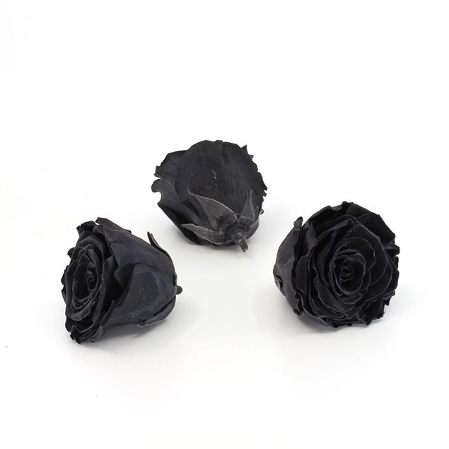 Bild von Gefriergetrocknete Rose 'schwarz' Ø6cm h5cm 3er Set
