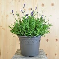 Lavendula im 25 cm-Topf, blau