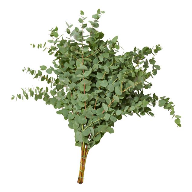 Image de Eucalyptus 'cinerea' 100 grammes